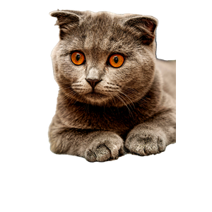 Charming Portrait Of A Plush Grey British Shorthair Cat With Captivating Amber Eyes, Lying Indoors. 12937 - Cat PNG image with transparent background